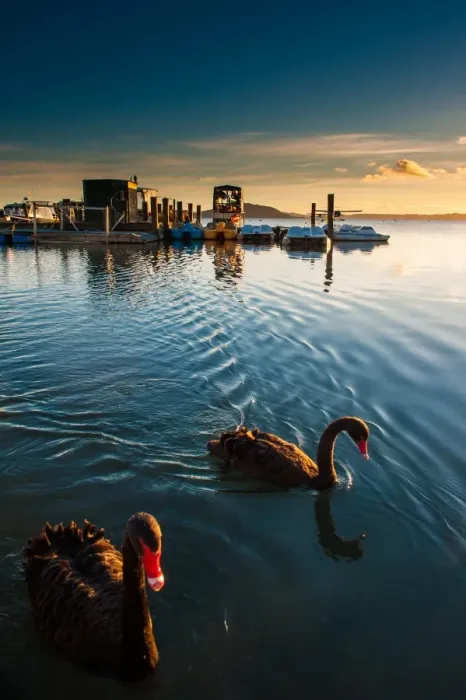 Framed Print : Black swans at lake Rotorua Framed Print : Black swans at lake Rotorua