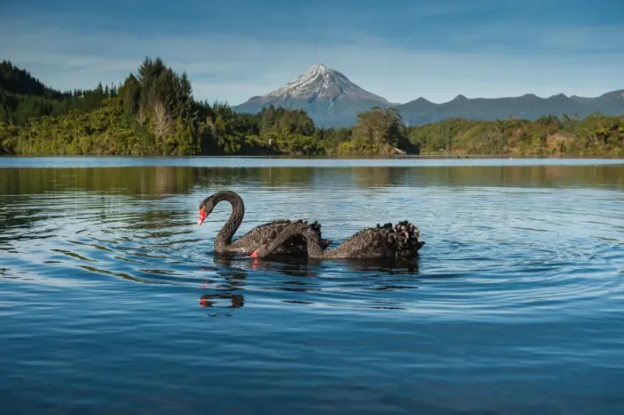 Framed Print : Black swans with Mt. Taranaki background Framed Print : Black swans with Mt. Taranaki background