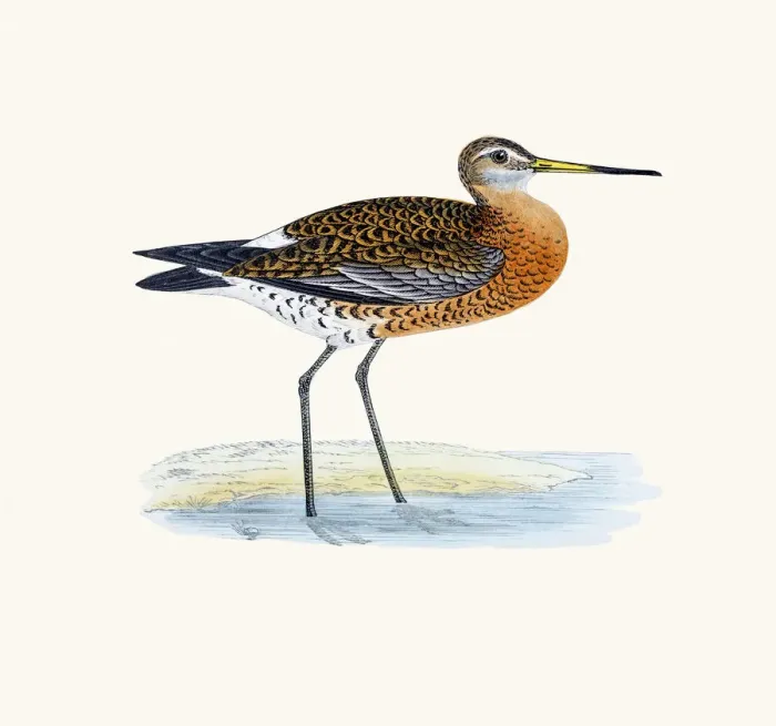 Framed Print : Black-tailed godwit bird 19 century illustration Framed Print : Black-tailed godwit bird 19 century illustration
