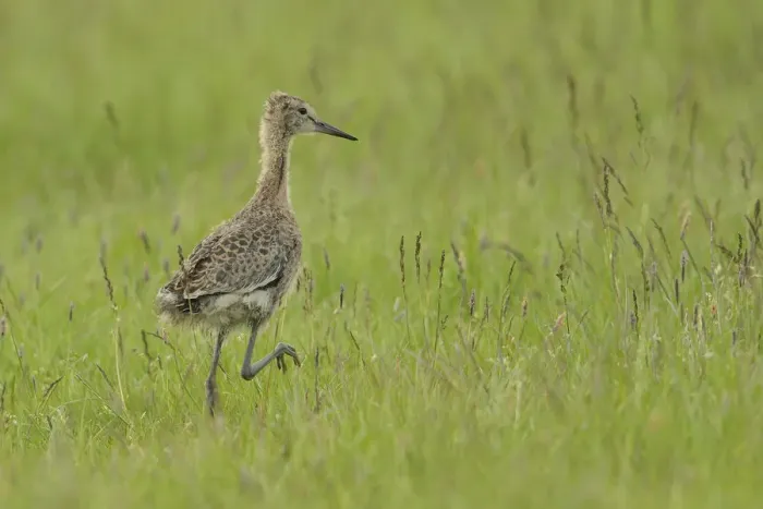 Framed Print : Black-tailed Godwit -Limosa limosa-, nestling on the meadow, Buren, Ameland, The Netherlands Framed Print : Black-tailed Godwit -Limosa limosa-, nestling on the meadow, Buren, Ameland, The Netherlands
