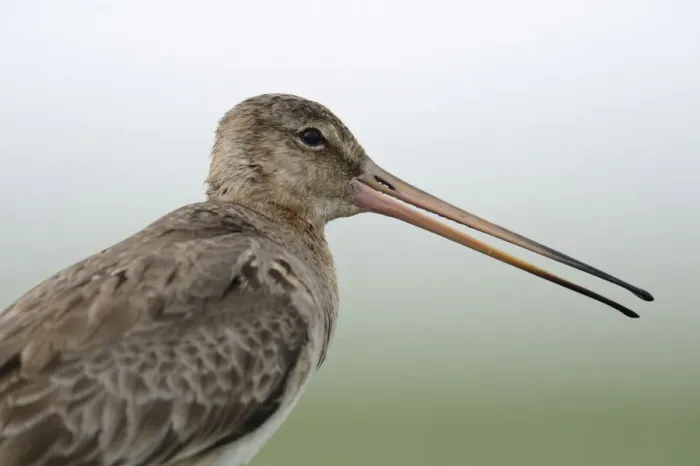 Framed Print : Black-tailed Godwit -Limosa limosa-, Buren, Ameland, The Netherlands Framed Print : Black-tailed Godwit -Limosa limosa-, Buren, Ameland, The Netherlands