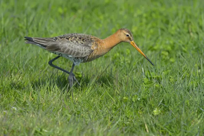 Framed Print : Black-tailed Godwit -Limosa limosa-, male in breeding plumage foraging for food, Waal en Burg nature reserve, Texel, West Frisian Islands, province of North Holland, Netherlands Framed Print : Black-tailed Godwit -Limosa limosa-, male in breeding plumage foraging for food, Waal en Burg nature reserve, Texel, West Frisian Islands, province of North Holland, Netherlands