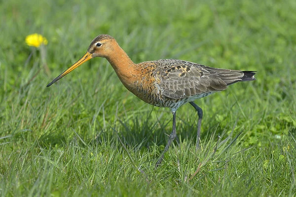 Black-tailed Godwit -Limosa limosa-, male in breeding plumage foraging for food, Waal en Burg nature reserve, Texel, West Frisian Islands, province of North Holland, Netherlands