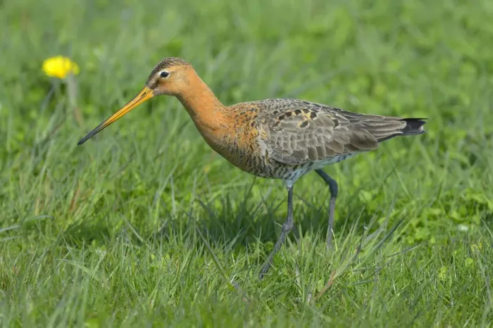 Framed Print : Black-tailed Godwit -Limosa limosa-, male in breeding plumage foraging for food, Waal en Burg nature reserve, Texel, West Frisian Islands, province of North Holland, Netherlands Framed Print : Black-tailed Godwit -Limosa limosa-, male in breeding plumage foraging for food, Waal en Burg nature reserve, Texel, West Frisian Islands, province of North Holland, Netherlands