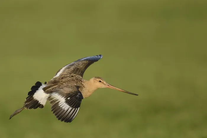 Framed Print : Black-tailed Godwit -Limosa limosa-, in flight, Texel, The Netherlands, Europe Framed Print : Black-tailed Godwit -Limosa limosa-, in flight, Texel, The Netherlands, Europe