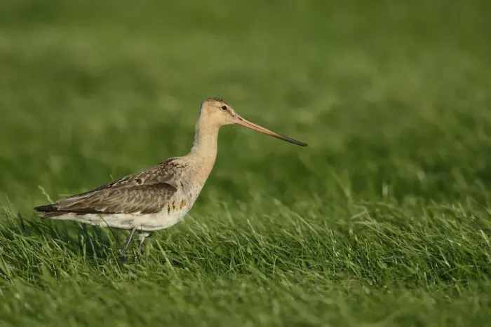 Framed Print : Black-tailed Godwit -Limosa limosa-, Texel, The Netherlands, Europe