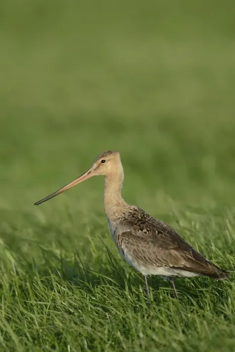 Framed Print : Black-tailed Godwit -Limosa limosa-, Texel, The Netherlands, Europe Framed Print : Black-tailed Godwit -Limosa limosa-, Texel, The Netherlands, Europe