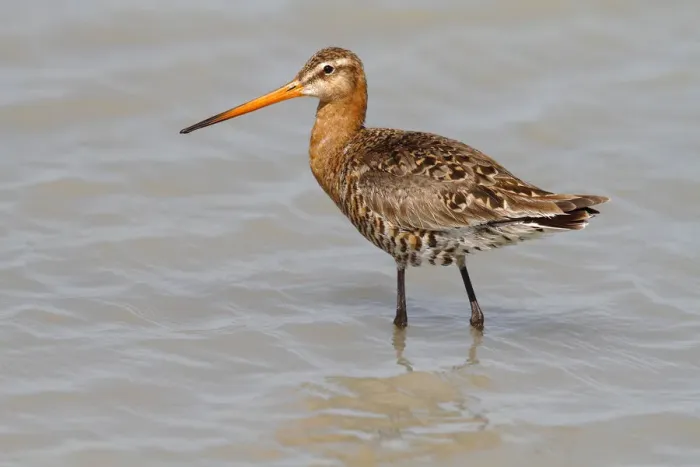 Framed Print : Black-tailed Godwit -Limosa limosa-, mature bird in breeding plumage standing in shallow water, Lake Neusiedl, Burgenland, Austria, Europe