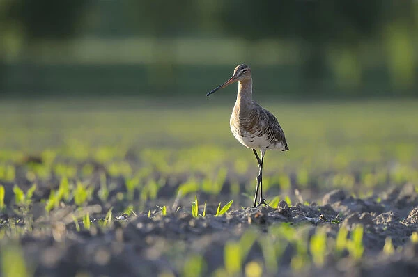 Black-tailed Godwit -Limosa limosa- in a field, North Rhine-Westphalia, Germany