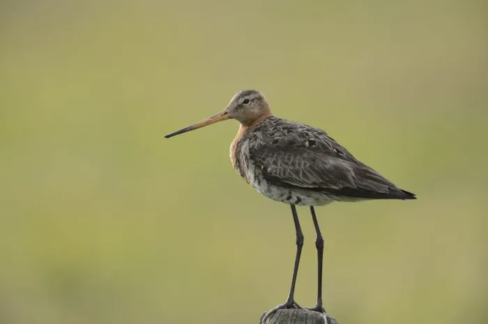 Framed Print : Black-tailed Godwit -Limosa limosa- perched on a post, Texel, The Netherlands, Europe