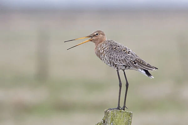 Black-tailed Godwit -Limosa limosa- standing on a wooden pole, Texel, West Frisian Islands, province of North Holland, The Netherlands