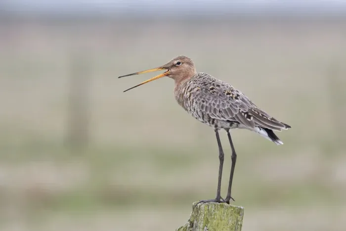 Framed Print : Black-tailed Godwit -Limosa limosa- standing on a wooden pole, Texel, West Frisian Islands, province of North Holland, The Netherlands