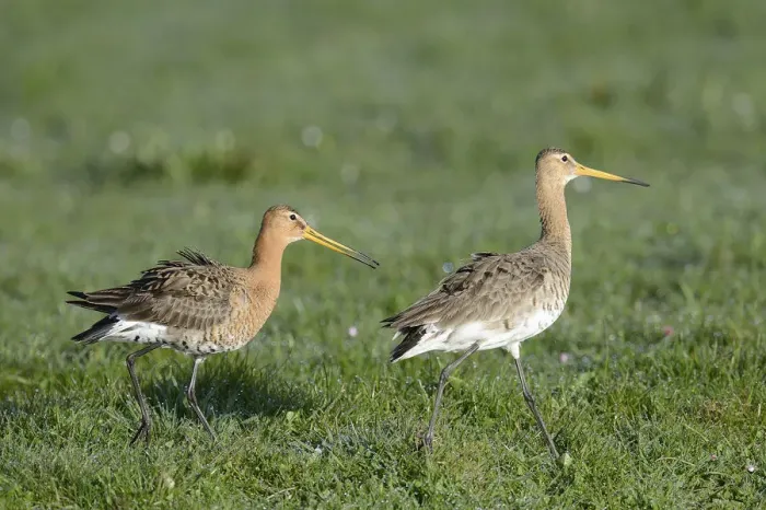 Framed Print : Black-tailed Godwits -Limosa limosa-, displaying, Texel, West Frisian Islands, province of North Holland, The Netherlands Framed Print : Black-tailed Godwits -Limosa limosa-, displaying, Texel, West Frisian Islands, province of North Holland, The Netherlands