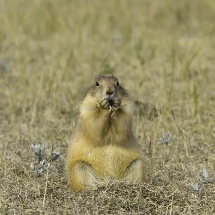 Framed Print : Black-tailed prairie dog (Cynomys ludovicianus) eating grass, autumn Framed Print : Black-tailed prairie dog (Cynomys ludovicianus) eating grass, autumn