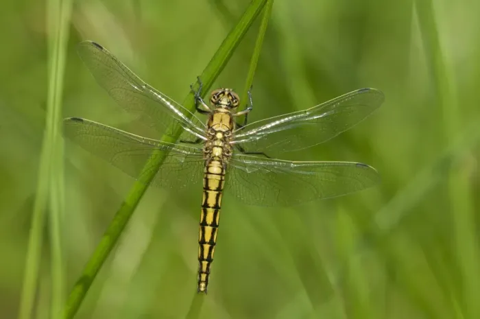 Framed Print : Black-tailed Skimmer -Orthetrum cancellatum-, juvenile, female, Canton of Geneva, Switzerland Framed Print : Black-tailed Skimmer -Orthetrum cancellatum-, juvenile, female, Canton of Geneva, Switzerland