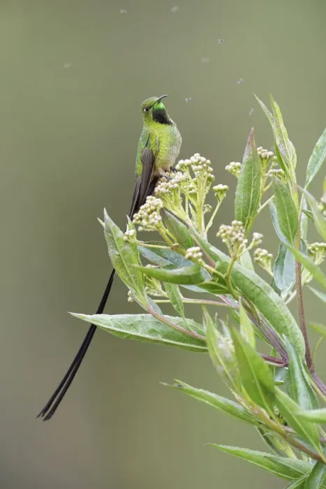 Framed Print : Black-tailed Trainbearer Framed Print : Black-tailed Trainbearer