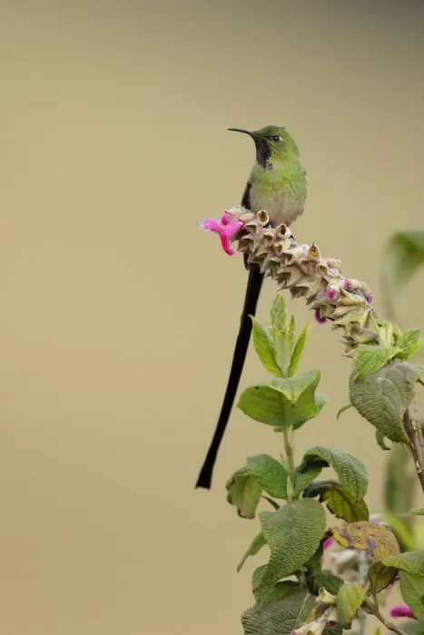 Framed Print : Black-tailed Trainbearer (Lesbia victoriae) Framed Print : Black-tailed Trainbearer (Lesbia victoriae)