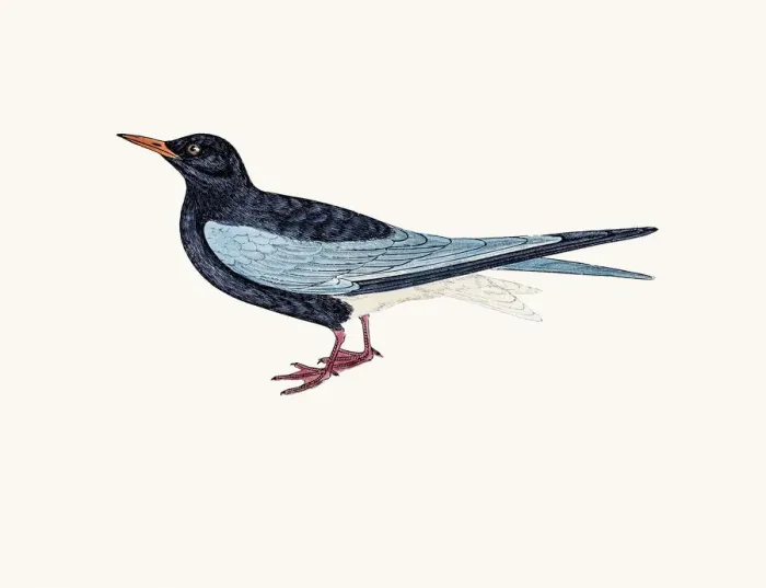 Framed Print : Black tern Framed Print : Black tern