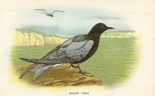 Black tern birds from Great Britain 1897