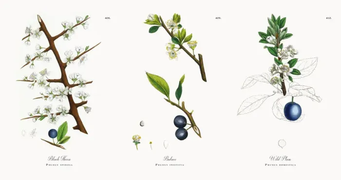 Framed Print : Black Thorn, Prunus spinosa, Victorian Botanical Illustration, 1863 Framed Print : Black Thorn, Prunus spinosa, Victorian Botanical Illustration, 1863