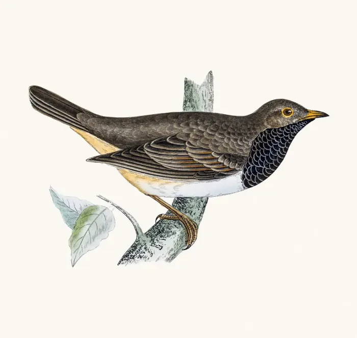 Framed Print : Black throated thrush Framed Print : Black throated thrush