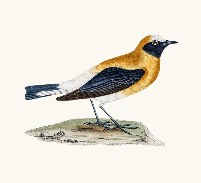 Framed Print : Black-throated Wheatear Framed Print : Black-throated Wheatear