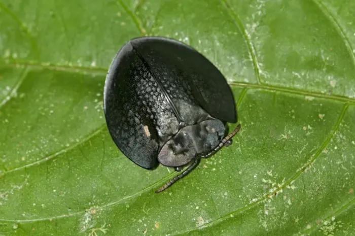 Framed Print : Black tortoise beetle -Cassidinae-, Tiputini rain forest, Yasuni National Park, Ecuador, South America Framed Print : Black tortoise beetle -Cassidinae-, Tiputini rain forest, Yasuni National Park, Ecuador, South America