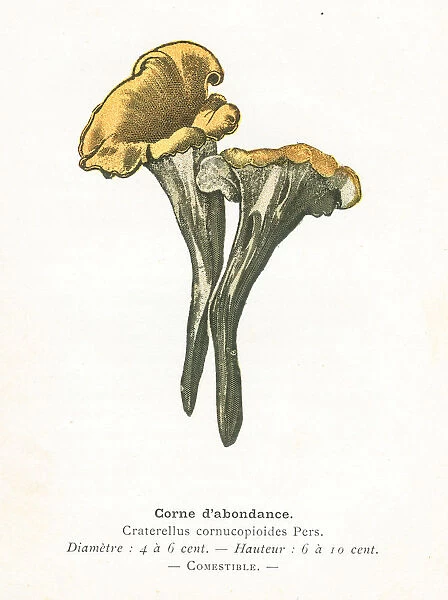 Black trumpet mushroom engraving 1895