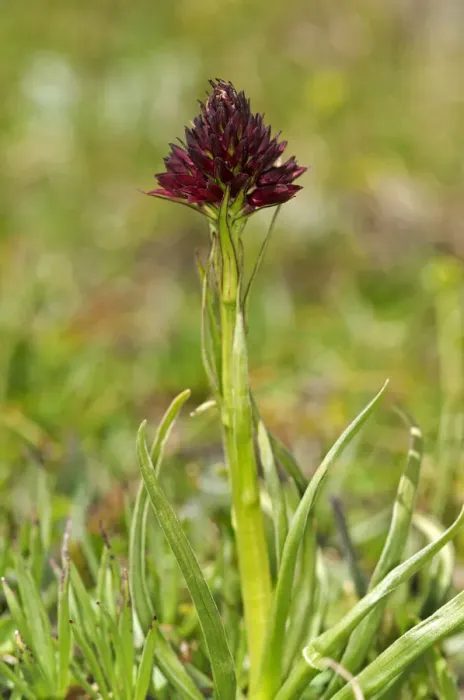 Framed Print : Black vanilla orchid -Nigritella nigra-, Sanetschpass, Switzerland Framed Print : Black vanilla orchid -Nigritella nigra-, Sanetschpass, Switzerland