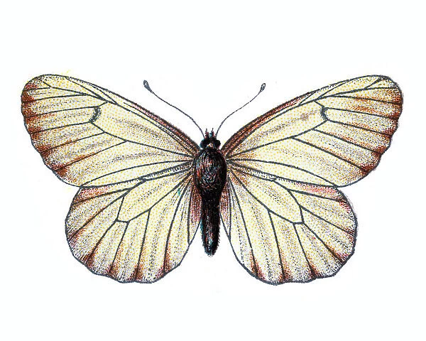 Black-veined white, Aporia crataegi, Butterfly, Insects, Wildlife art
