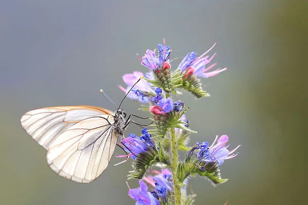 Black-veined White Butterfly -Aporia crataegi-, Tyrolean Oberland, Tyrol, Austria