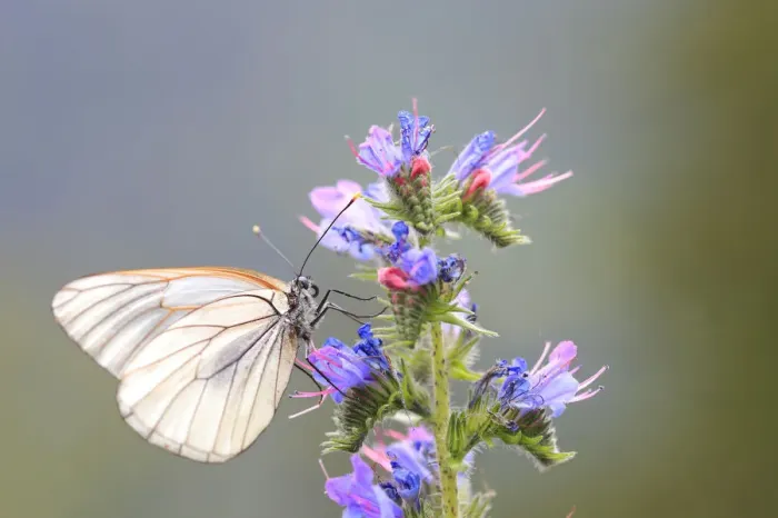 Framed Print : Black-veined White Butterfly -Aporia crataegi-, Tyrolean Oberland, Tyrol, Austria Framed Print : Black-veined White Butterfly -Aporia crataegi-, Tyrolean Oberland, Tyrol, Austria