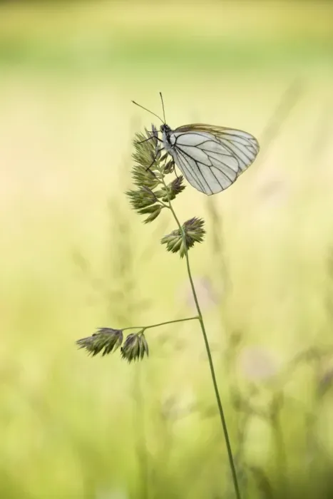 Framed Print : Black-veined White butterfly -Aporia crataegi- on Cock s-foot or Orchard Grass -Dactylis glomerata-, Thuringia, Germany Framed Print : Black-veined White butterfly -Aporia crataegi- on Cock s-foot or Orchard Grass -Dactylis glomerata-, Thuringia, Germany