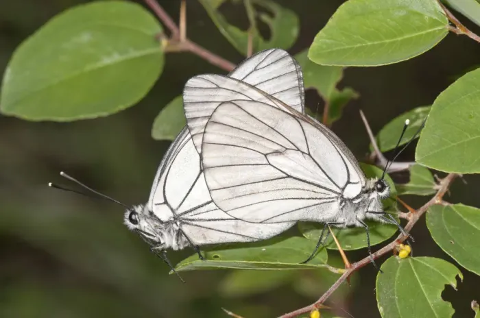 Framed Print : Black-veined whites -Aporia crataegi-, mating, near Lake Kerkini, Greece, Europe Framed Print : Black-veined whites -Aporia crataegi-, mating, near Lake Kerkini, Greece, Europe
