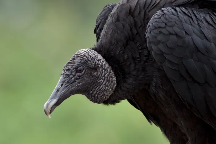 Framed Print : Black Vulture