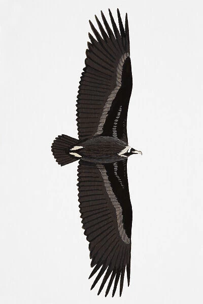 Black Vulture (Aegypius monachus), also known as Eurasian Vulture, Monk Vulture, Cinereous Vulture, adult