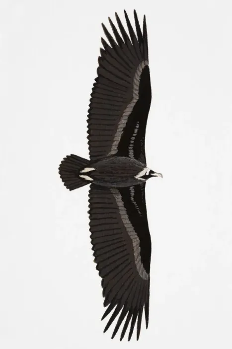 Framed Print : Black Vulture (Aegypius monachus), also known as Eurasian Vulture, Monk Vulture, Cinereous Vulture, adult Framed Print : Black Vulture (Aegypius monachus), also known as Eurasian Vulture, Monk Vulture, Cinereous Vulture, adult
