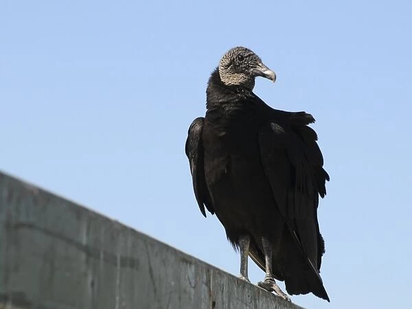 Black vulture, Coragyps atratus. Everglades National Park, Florida, USA. UNESCO World Heritage Site (Biosphere Reserve)