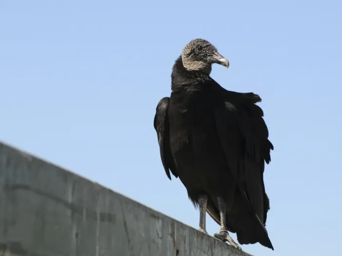 Framed Print : Black vulture, Coragyps atratus. Everglades National Park, Florida, USA. UNESCO World Heritage Site (Biosphere Reserve) Framed Print : Black vulture, Coragyps atratus. Everglades National Park, Florida, USA. UNESCO World Heritage Site (Biosphere Reserve)