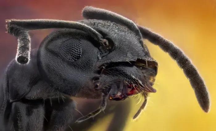Framed Print : THE BLACK WARRIOR -Lasius fuliginosus Framed Print : THE BLACK WARRIOR -Lasius fuliginosus