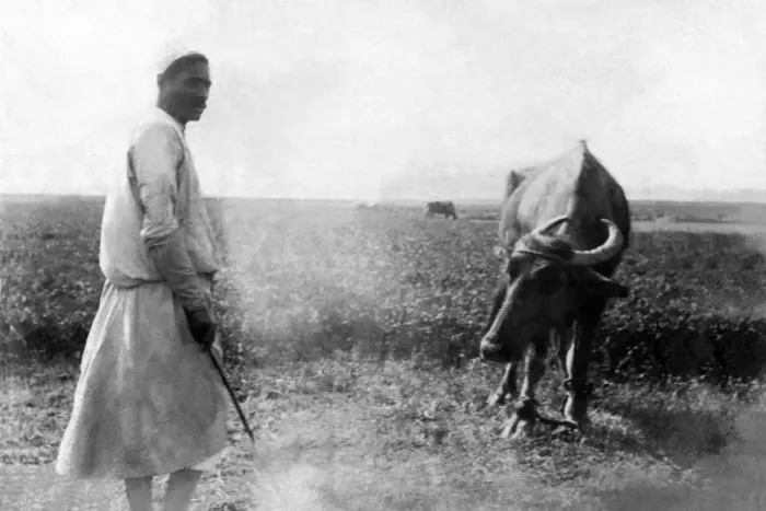 Framed Print : black & white, black + white, black and white, cattle, circa, cow, egyptian, field Framed Print : black & white, black + white, black and white, cattle, circa, cow, egyptian, field