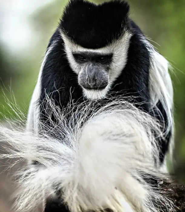 Framed Print : Black and White Colobus Fixing Tail in Lake Naivasha, Kenya Framed Print : Black and White Colobus Fixing Tail in Lake Naivasha, Kenya