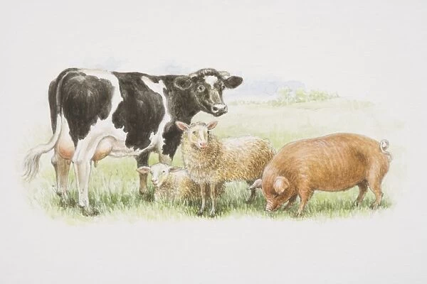 A black and white cow, two sheep and a brown pig standing together in a field