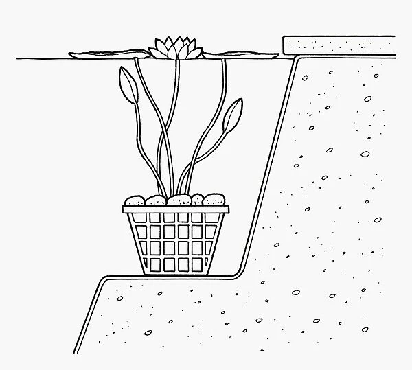 Black and white cross section illustration of waterlily in plastic mesh basket weighted down by pebb