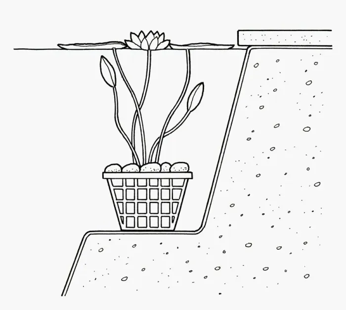 Framed Print : Black and white cross section illustration of waterlily in plastic mesh basket weighted down by pebb Framed Print : Black and white cross section illustration of waterlily in plastic mesh basket weighted down by pebb