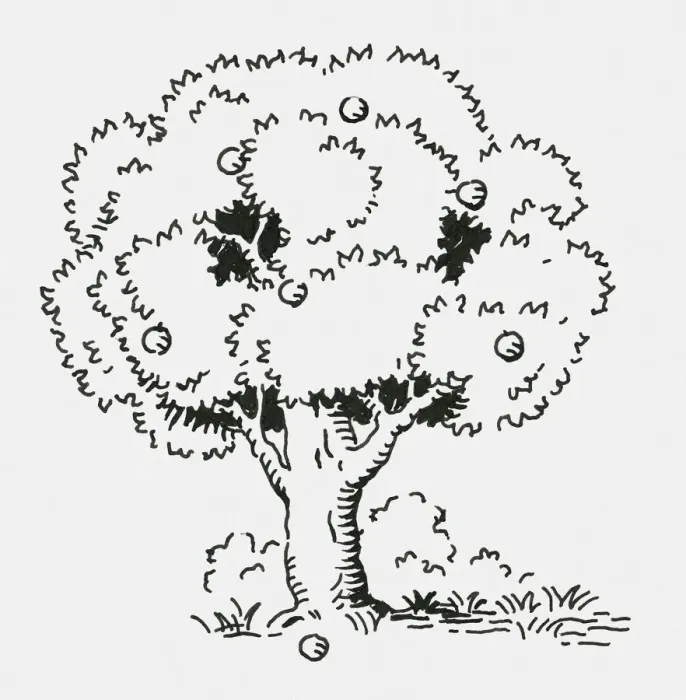 Framed Print : Black and white digital illustration of apples on tree and ground Framed Print : Black and white digital illustration of apples on tree and ground