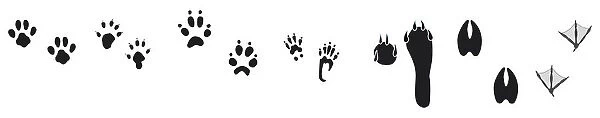Black and white digital illustration of bird and animal footprints