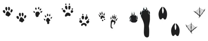 Framed Print : Black and white digital illustration of bird and animal footprints Framed Print : Black and white digital illustration of bird and animal footprints