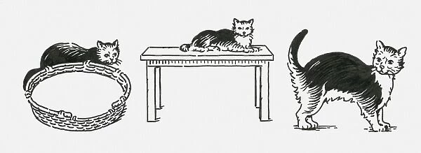 Black and white digital illustration of three cats lying down near pet bed, sitting on table, and st