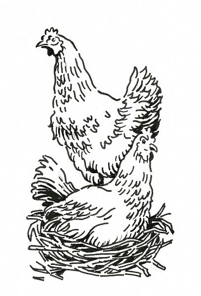 Black and white digital illustration of two chickens, one standing and the other sitting on nest